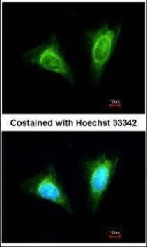 Anti-KLRC1 (N-term) Antibody