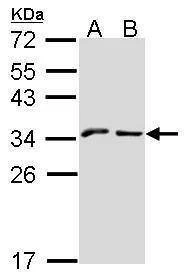 Anti-KLRC1 (N-term) Antibody