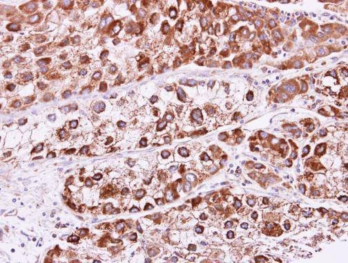 Anti-RAB2B Antibody