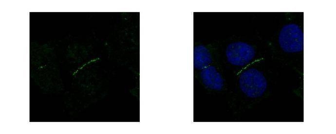 Anti-ZO-1 (N-term) Antibody