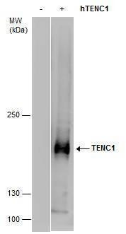 Anti-TENC1 (C-term) Antibody