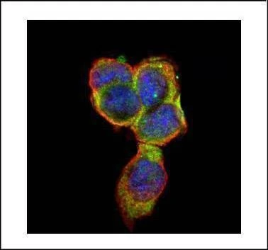Anti-CD66e Antibody