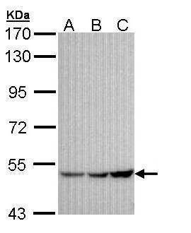 Anti-GIRK1 Antibody