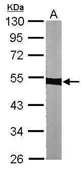Anti-alpha Tubulin Antibody