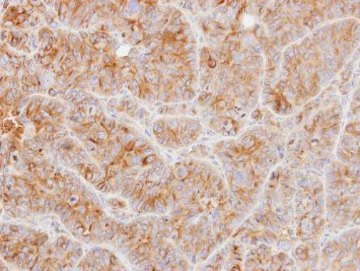 Anti-alpha Tubulin Antibody