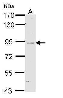 Anti-NOD1 (C-term) Antibody