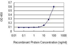 Anti-WNT5A Antibody