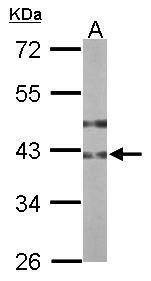 Anti-B3GNT3 Antibody