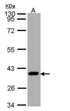Anti-SUCLG1 Antibody