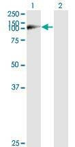 Anti-WWP1 Antibody