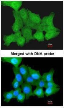 Anti-ZNF259 Antibody