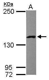 Anti-LRP130 (internal) Antibody