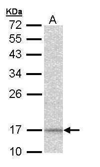 Anti-NDUFA12 Antibody