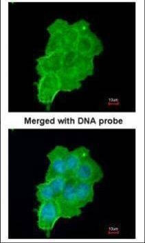 Anti-UFD1L Antibody