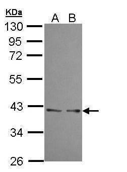 Anti-UFD1L Antibody