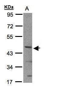 Anti-SHARP2 (N-term) Antibody