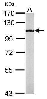 Anti-PCAF (C-term) Antibody
