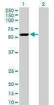 Anti-YES1 Antibody
