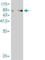 Anti-YES1 Antibody