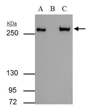 Anti-Fatty Acid Synthase (N-term) Antibody