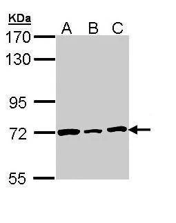 Anti-Lamin B2 (internal) Antibody