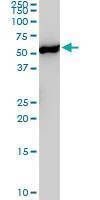 Anti-YES1 Antibody