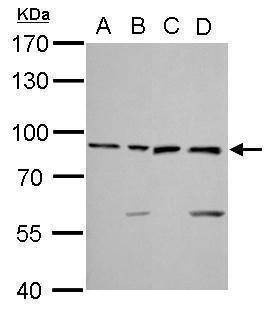 Anti-Ku80 (internal) Antibody