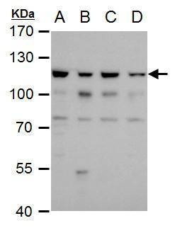 Anti-O-GlcNAc transferase Antibody