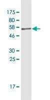 Anti-YWHAG Antibody