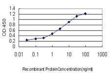 Anti-YWHAH Antibody
