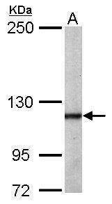 Anti-O-GlcNAc transferase (N-term) Antibody