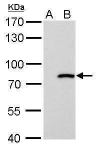 Anti-MX1 (internal) Antibody