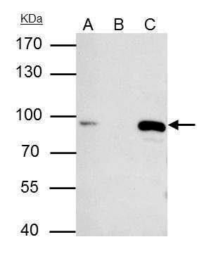 Anti-MCM7 (internal) Antibody