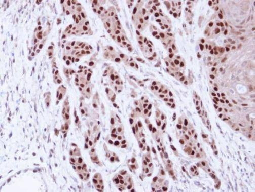 Anti-MCM7 (internal) Antibody