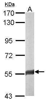 Anti-FAM126A Antibody