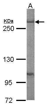 Anti-Fatty Acid Synthase (N-term) Antibody