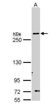 Anti-Fatty Acid Synthase (N-term) Antibody