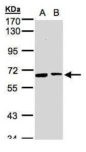 Anti-SENP2 (N-term) Antibody