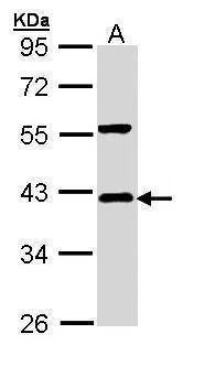 Anti-IKB alpha Antibody