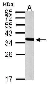 Anti-PEX19 Antibody