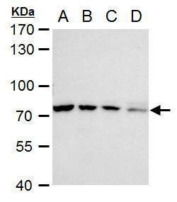 Anti-ZC3H12A Antibody