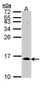 Anti-CDC26 Antibody