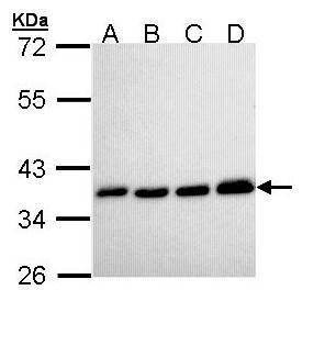 Anti-PPA1 Antibody