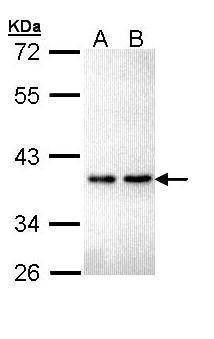 Anti-ZNF346 Antibody