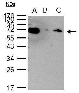 Anti-HSP70 1A Antibody