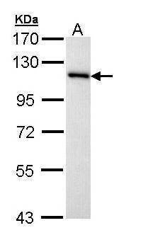 Anti-MCM3 Antibody