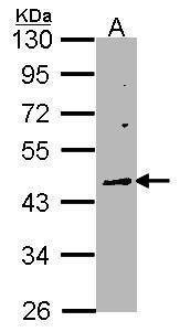 Anti-WNT10A Antibody