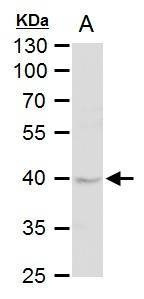 Anti-DUSP6 Antibody
