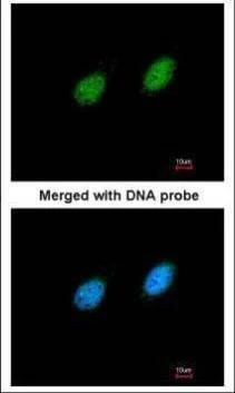 Anti-serine/threonine kinase 40 Antibody