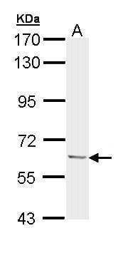 Anti-Ubiquilin-1 Antibody